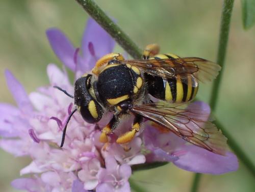 Réf. 315 347 : Trachusa sp.